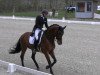 dressage horse Belvedere 54 (Oldenburg, 2012, from Belstaff)