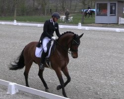 dressage horse Belvedere 54 (Oldenburg, 2012, from Belstaff)