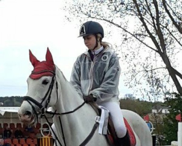 jumper Zappella (Oldenburg show jumper, 2008, from Zacharov Tn)