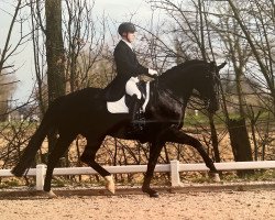 broodmare Donnalucata (Hanoverian, 2014, from Dressage Royal)