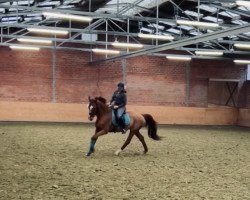 dressage horse Windspiel 261 (Hanoverian, 2001, from Weltruhm)