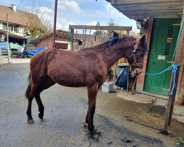 Springpferd Candy Lou LAL (Schweizer Warmblut, 2022, von Cabrio van de Heffinck)