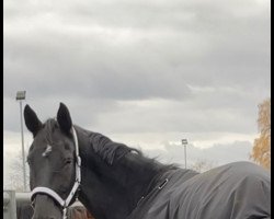 dressage horse Rocky (Westphalian, 2011, from Rocky Lee)