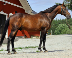 stallion Zola Boko (SE) (Swedish Trotting, 2006, from Goetmals Wood (FR))