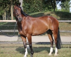 Springpferd Golden Time 7 (KWPN (Niederländisches Warmblut), 2011, von Arlando)