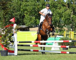 jumper Leventino CH (Swiss Warmblood, 2012, from Lord Sinclair III)