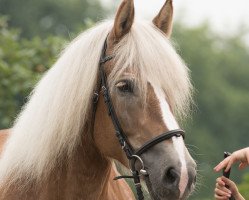 broodmare Merci (Rhenish-German Cold-Blood, 2003, from Major)