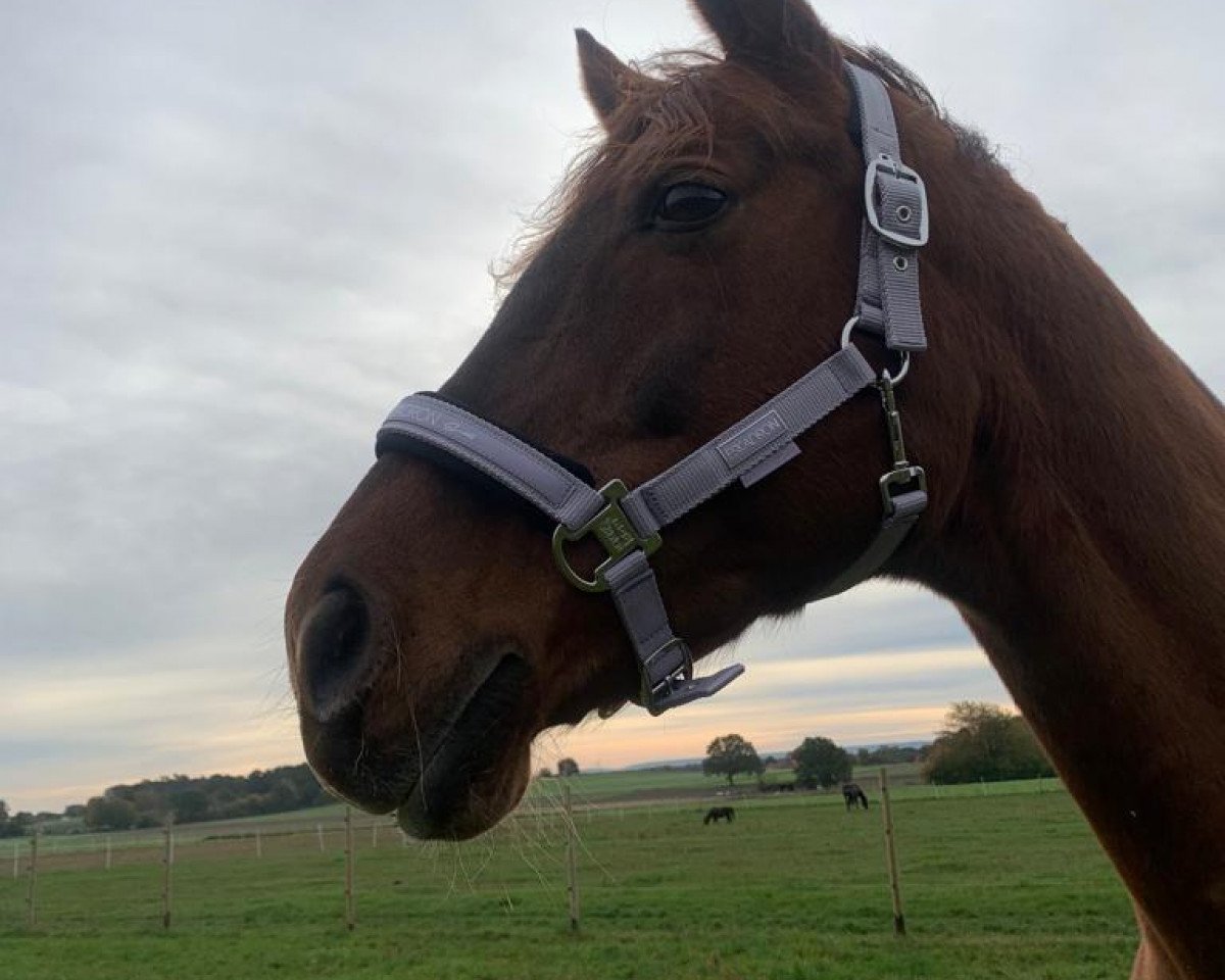 broodmare Fiana (Westphalian, 2004, from Fiano)