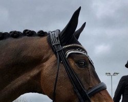 dressage horse Ricciolo von Buchmatt (Swiss Warmblood, 2012, from Riccione)