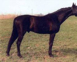 Deckhengst Barvinok (Russisch Trakehner, 1998, von Venzel)