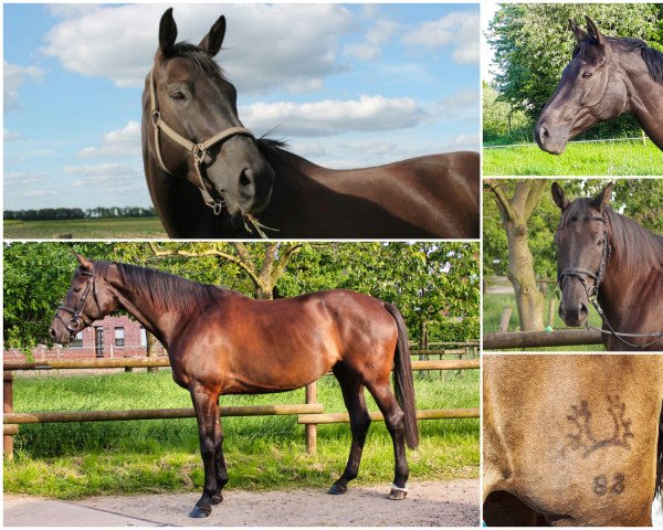 horse Turauken (Trakehner, 2004, from Sapros)