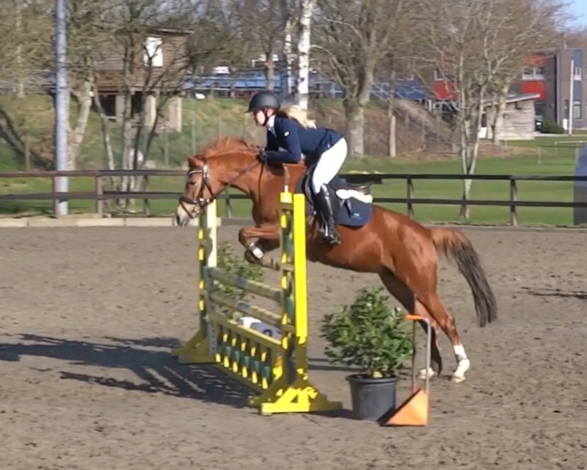 jumper Harley Quinn 10 (German Riding Pony, 2017, from Steendieks Carpaccio)