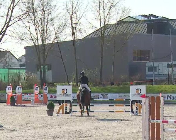 Reitturnier Grafenrheinfeld/Ufr. 2023