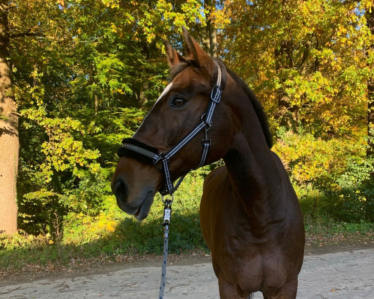 jumper Sweet Cheek (Holsteiner, 2000)