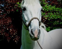 dressage horse Limelight 34 (Westphalian, 2002, from Lamerto H)