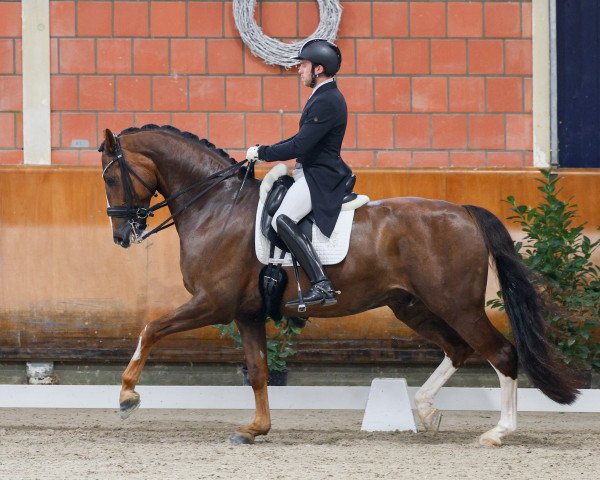 dressage horse Damani M (Holsteiner, 2014, from Damon Hill)