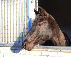 jumper Baptista H (Hanoverian, 2012, from Bonaventura 3)