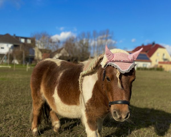 Zuchtstute Dolly Dot v.d. Vensteeg (Shetland Pony, 2010, von Jasper van 't Heidepark)