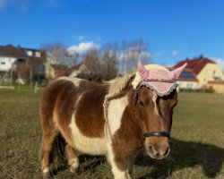 broodmare Dolly Dot v.d. Vensteeg (Shetland Pony, 2010, from Jasper van 't Heidepark)