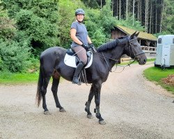 broodmare Iberija (Ukrainisches riding horse, 2015, from Barvinok)