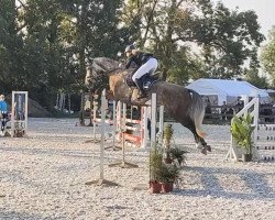 dressage horse Brasilia 32 (Rhinelander, 2015, from Farbenspiel)