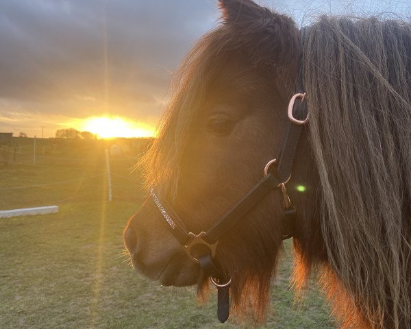 Zuchtstute Dorina von den Salzeichen (Shetland Pony (unter 87 cm), 2019, von Winston vom Fliederhof)