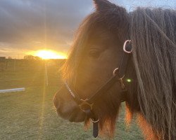 Zuchtstute Dorina von den Salzeichen (Shetland Pony (unter 87 cm), 2019, von Winston vom Fliederhof)