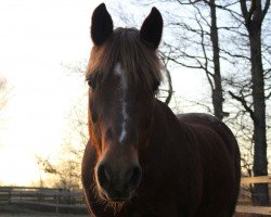 Pferd Chivas Macaroon Matador (Welsh-Cob (Sek. C), 1995, von Rondeels Macaroon)