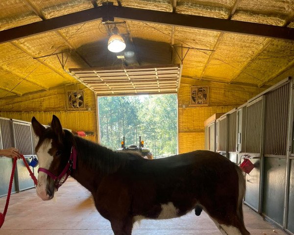 Pferd Anderson's Royale DMX (Clydesdale, 2021, von Thorpe Hill Royale)