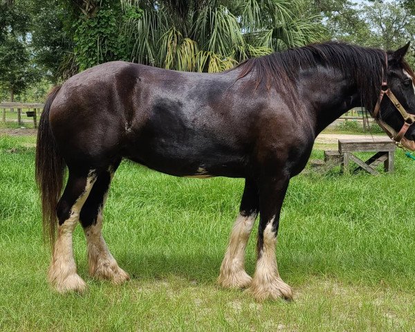 Zuchtstute Cey's Felicity (Clydesdale, 2015, von Major Footprint)