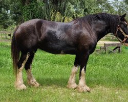 broodmare Cey's Felicity (Clydesdale, 2015, from Major Footprint)