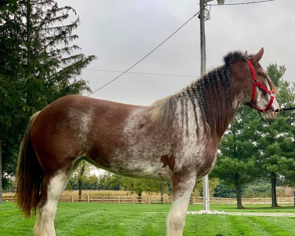 horse Thistle Stone Cora (Clydesdale, 2017, from Willow Way Lennox)