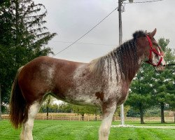 Pferd Thistle Stone Cora (Clydesdale, 2017, von Willow Way Lennox)