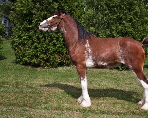 horse Willow Way Jackson (Clydesdale, 2008, from Willow Way Bacardi)