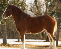 Zuchtstute Willow Way Jersey (Clydesdale, 2009, von Gregglea Maximum Sensation)