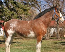 horse Willow Way Jessie (Clydesdale, 2009, from Gregglea Maximum Sensation)