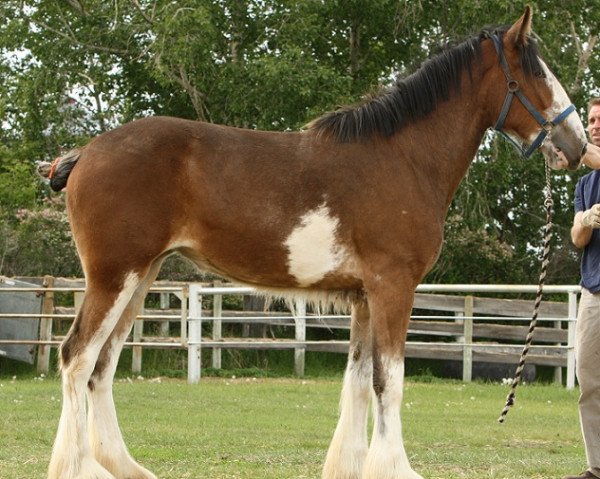 horse Willow Way Jezebel (Clydesdale, 2009, from Danny Boy Master Don)