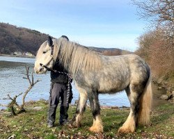 horse Snow (Tinker / Irish Cob / Gypsy Vanner, 2016)