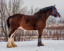 Zuchtstute Willow Way Jingle (Clydesdale, 2009, von Willow Way Denzel)