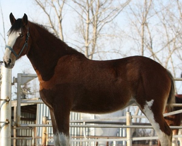 Pferd Willow Way Jive (Clydesdale, 2009, von Danny Boy Master Don)