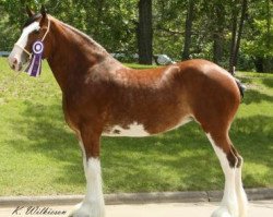 horse Willow Way Jolie (Clydesdale, 2009, from Zorra Highland Captain)