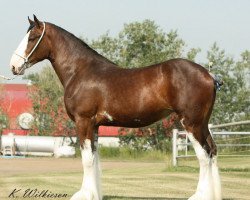 Pferd Willow Way Kamille (Clydesdale, 2010, von Zorra Highland Captain)