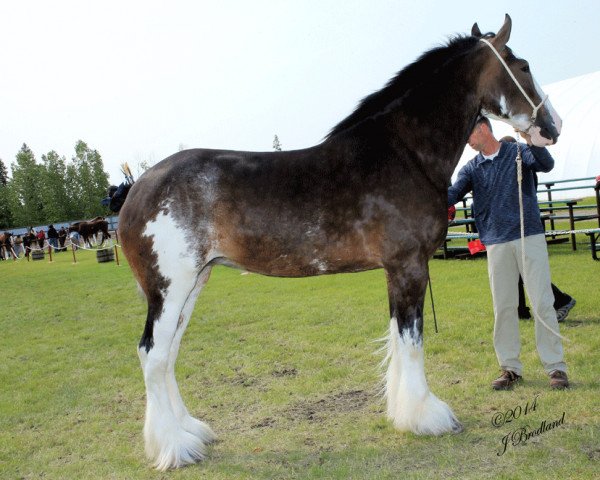 Zuchtstute Willow Way Kanga (Clydesdale, 2010, von Danny Boy Master Don)