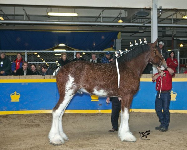 Deckhengst Willow Way Kiefer (Clydesdale, 2010, von Willow Way Altima)