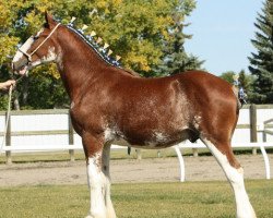 horse Willow Way Keno (Clydesdale, 2010, from Danny Boy Master Don)