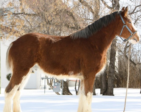 horse Willow Way Kingston (Clydesdale, 2010, from Willow Way Bacardi)