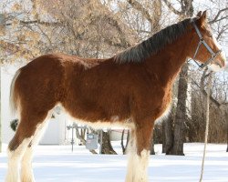 Pferd Willow Way Kingston (Clydesdale, 2010, von Willow Way Bacardi)