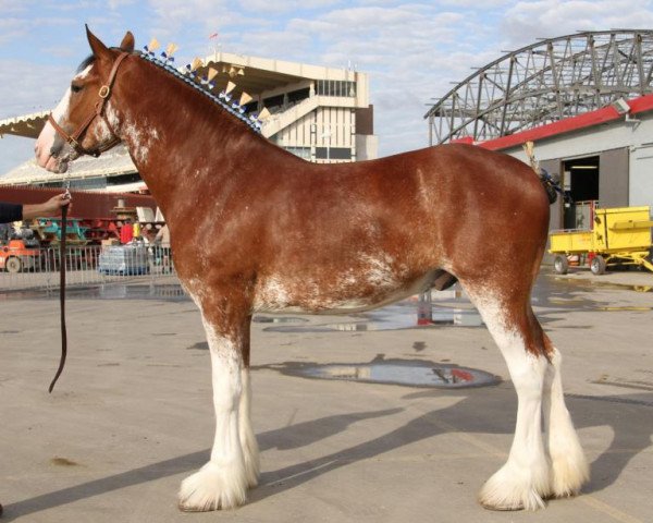 horse Willow Way Kramer (Clydesdale, 2010, from Zorra Highland Captain)