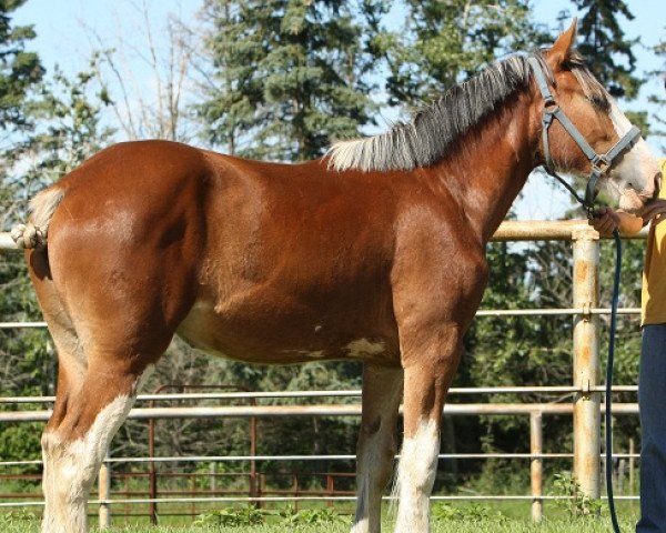 horse Willow Way Kylie (Clydesdale, 2010, from Zorra Highland Captain)