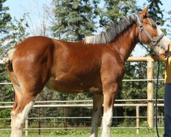 Pferd Willow Way Kylie (Clydesdale, 2010, von Zorra Highland Captain)